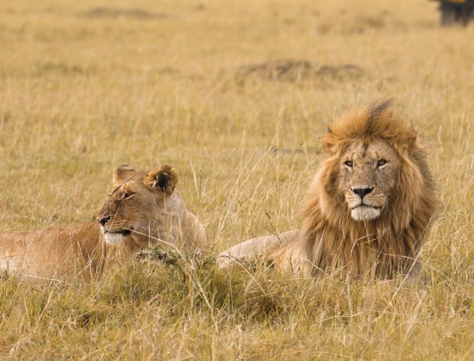 12-Day Kenya & Tanzania Safari with Confirmed Accommodations